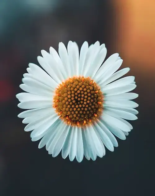 Marguerite