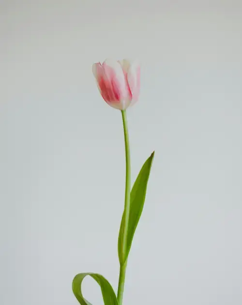Tulipe